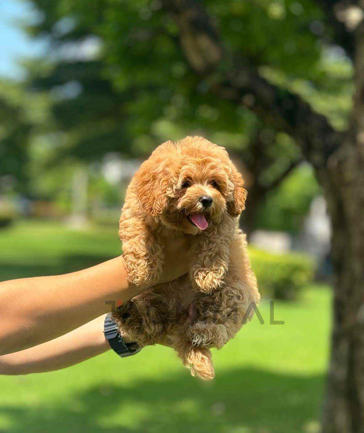 Maltipoo puppy for sale, dog for sale at Tagnimal
