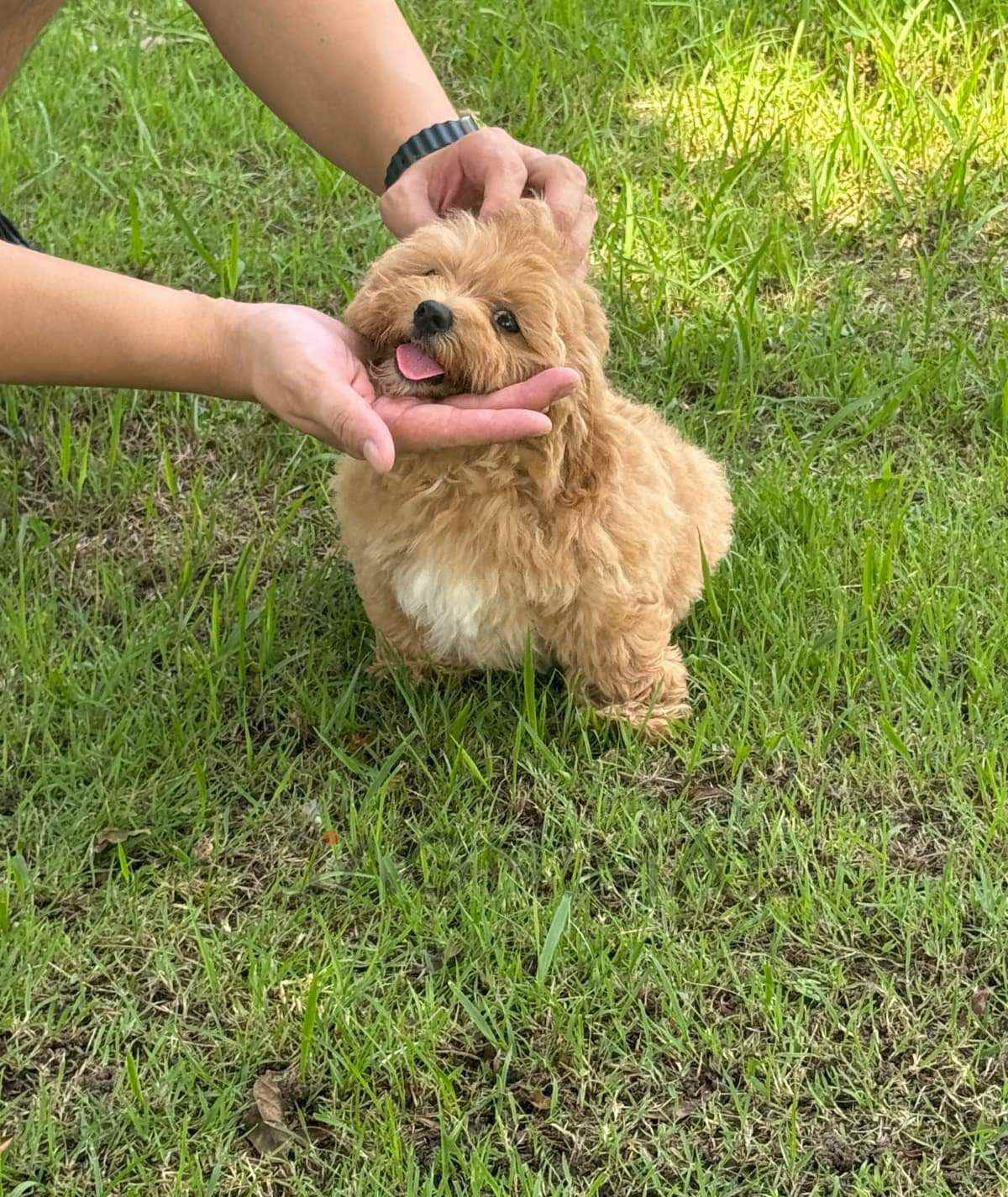 Maltipoo puppy for sale, dog for sale at Tagnimal
