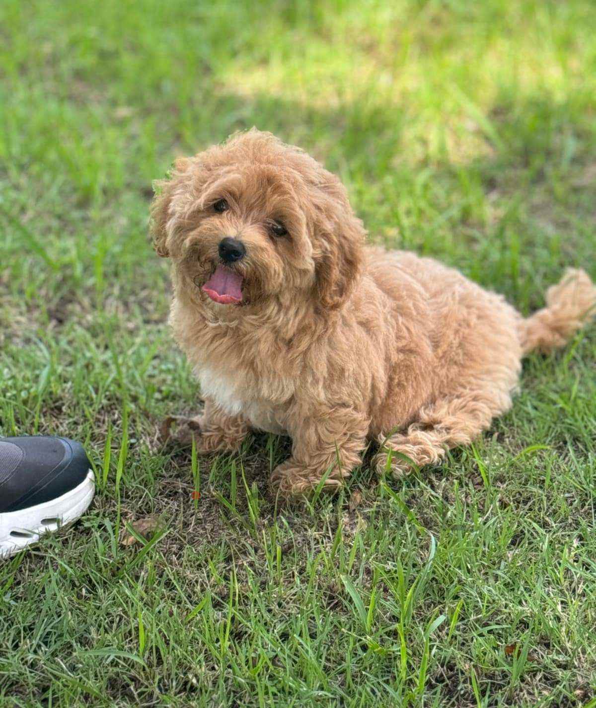Maltipoo puppy for sale, dog for sale at Tagnimal