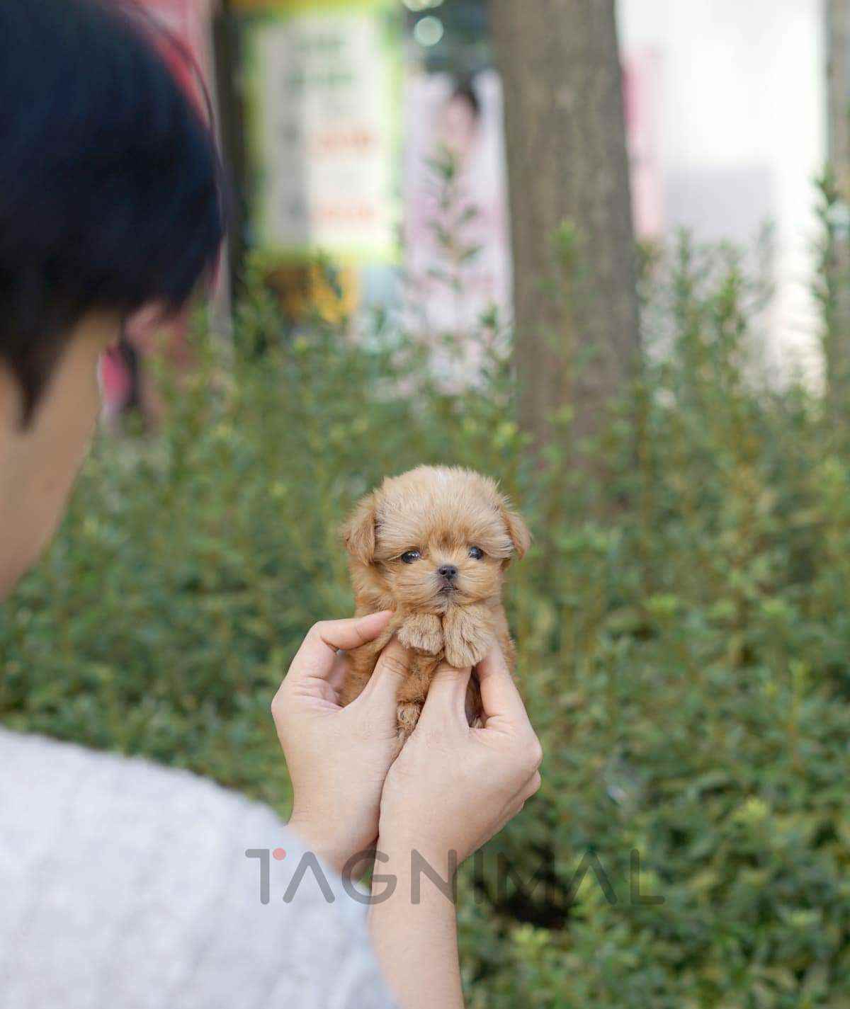 Maltipoo puppy for sale, dog for sale at Tagnimal