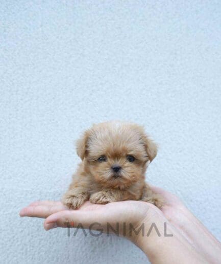 ขายลูกสุนัขมอลทิพู ซื้อสุนัข ซื้อหมา ได้ที่ Tagnimal