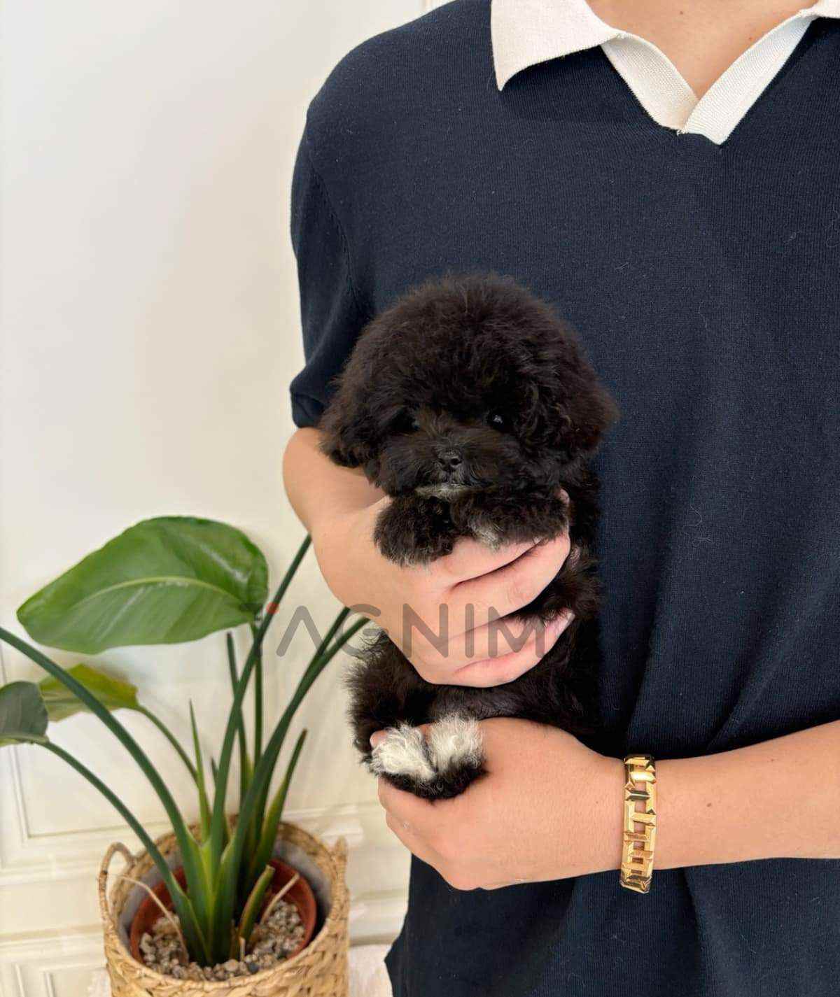 ขายลูกสุนัขมอลทิพู ซื้อสุนัข ซื้อหมา ได้ที่ Tagnimal