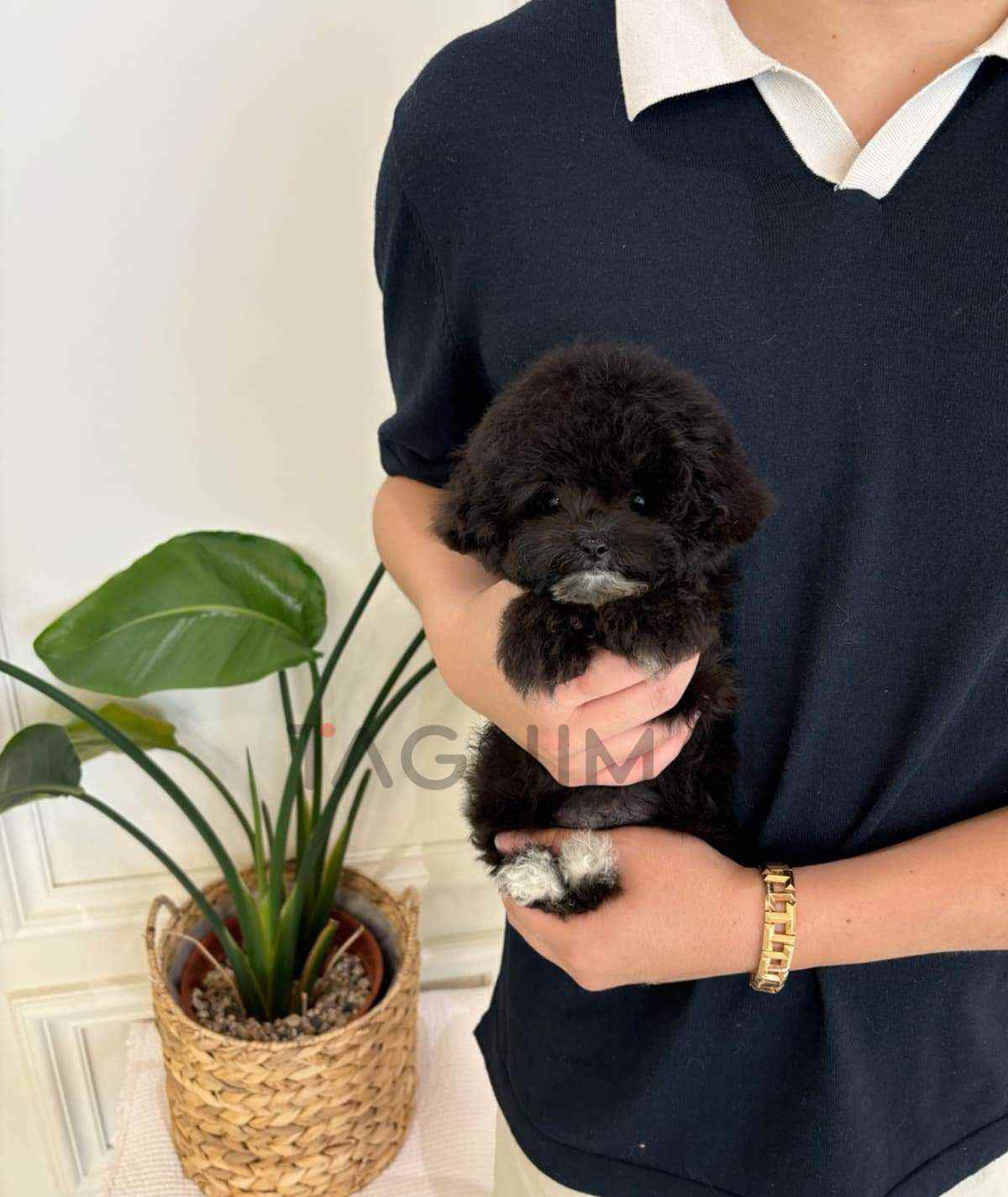 ขายลูกสุนัขมอลทิพู ซื้อสุนัข ซื้อหมา ได้ที่ Tagnimal