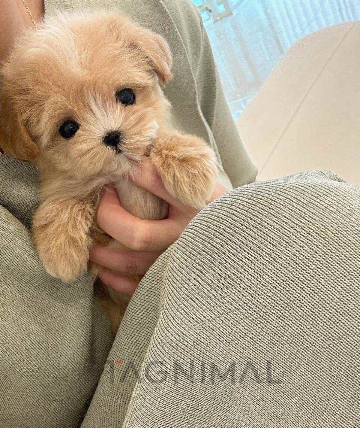 ขายลูกสุนัขมอลทิพู ซื้อสุนัข ซื้อหมา ได้ที่ Tagnimal