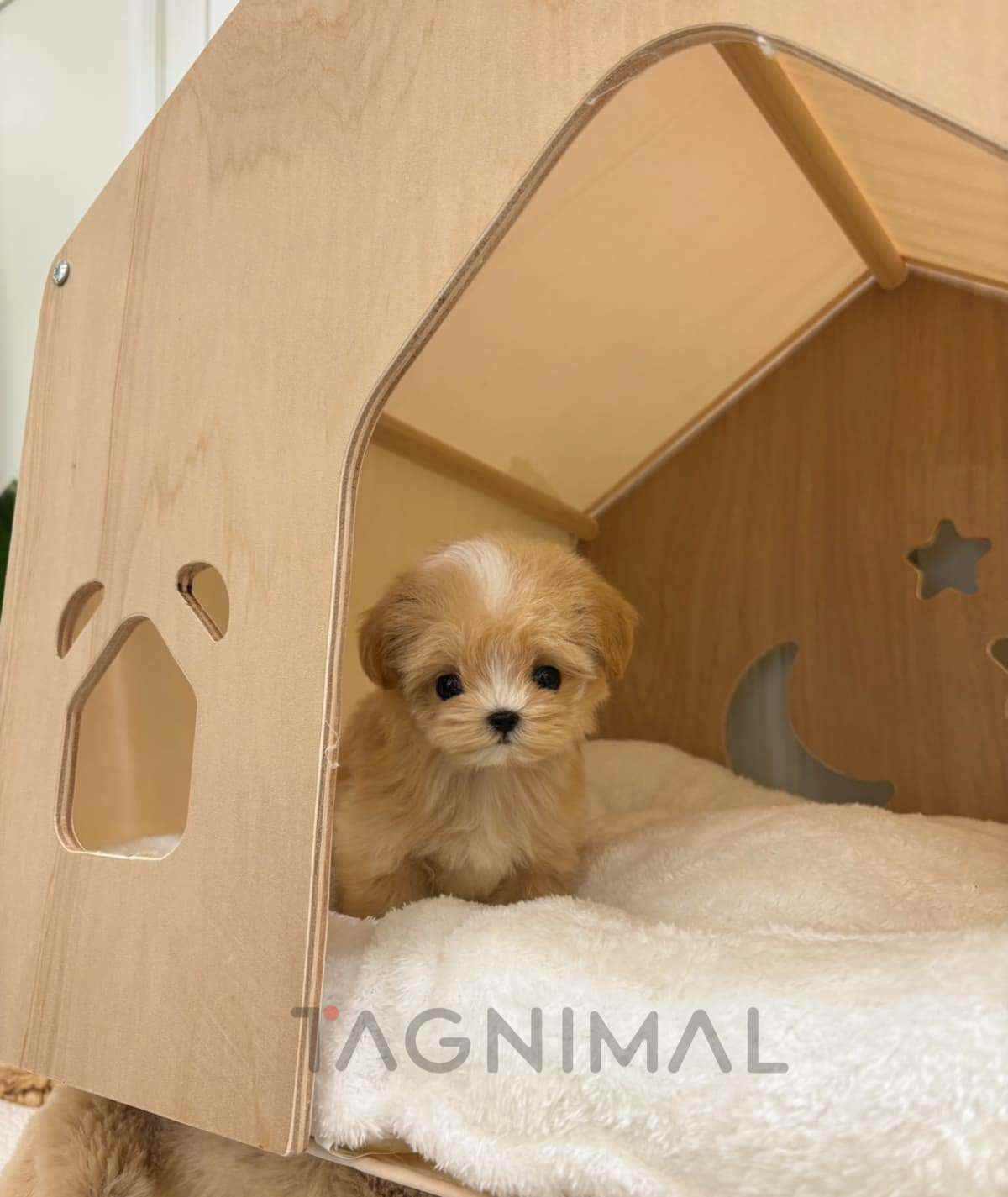 ขายลูกสุนัขมอลทิพู ซื้อสุนัข ซื้อหมา ได้ที่ Tagnimal