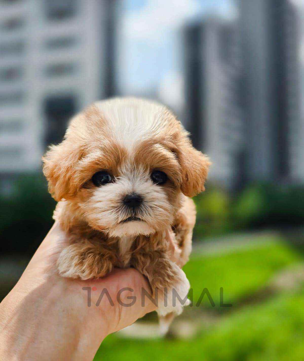 Maltipoo puppy for sale, dog for sale at Tagnimal