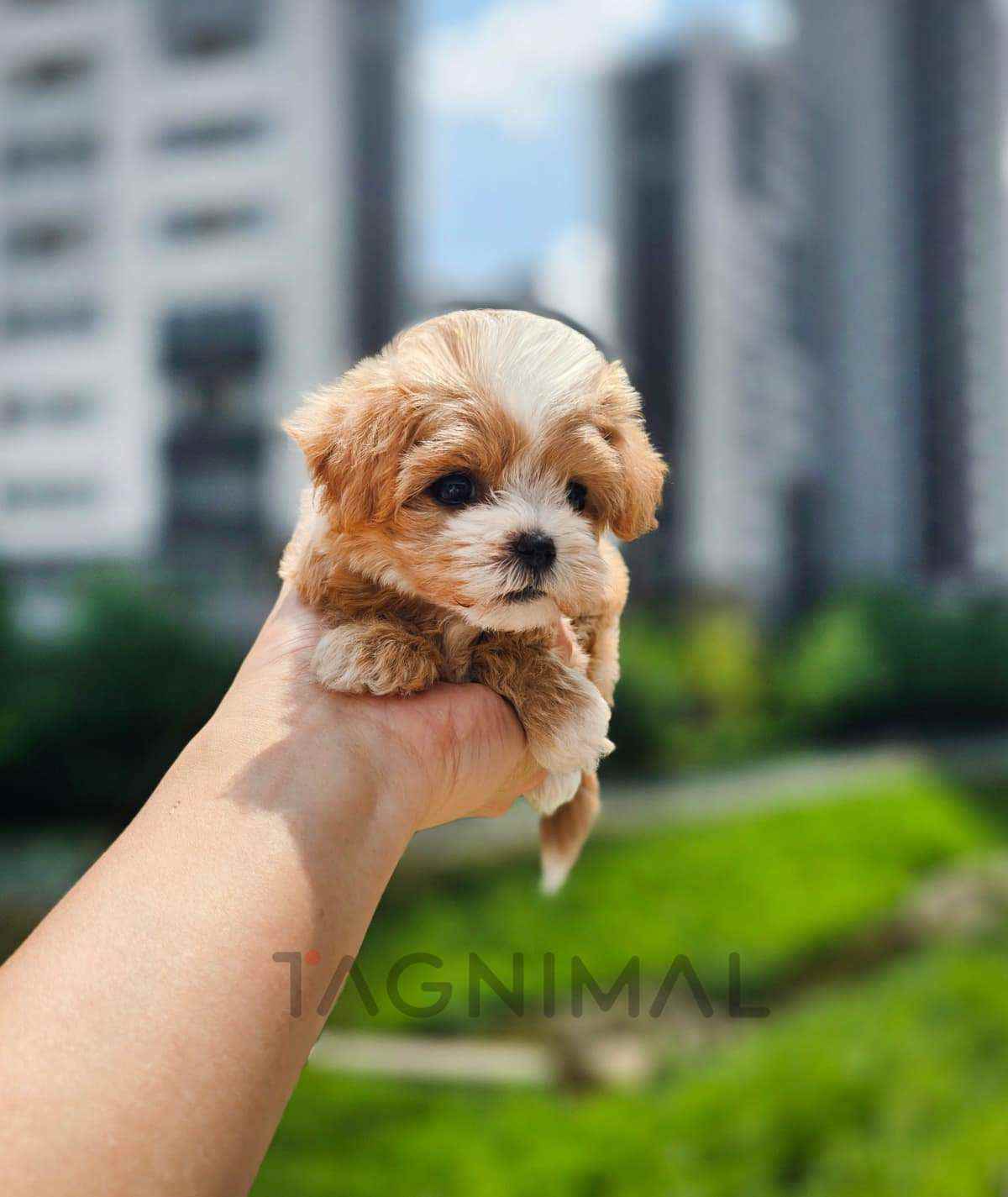 Maltipoo puppy for sale, dog for sale at Tagnimal
