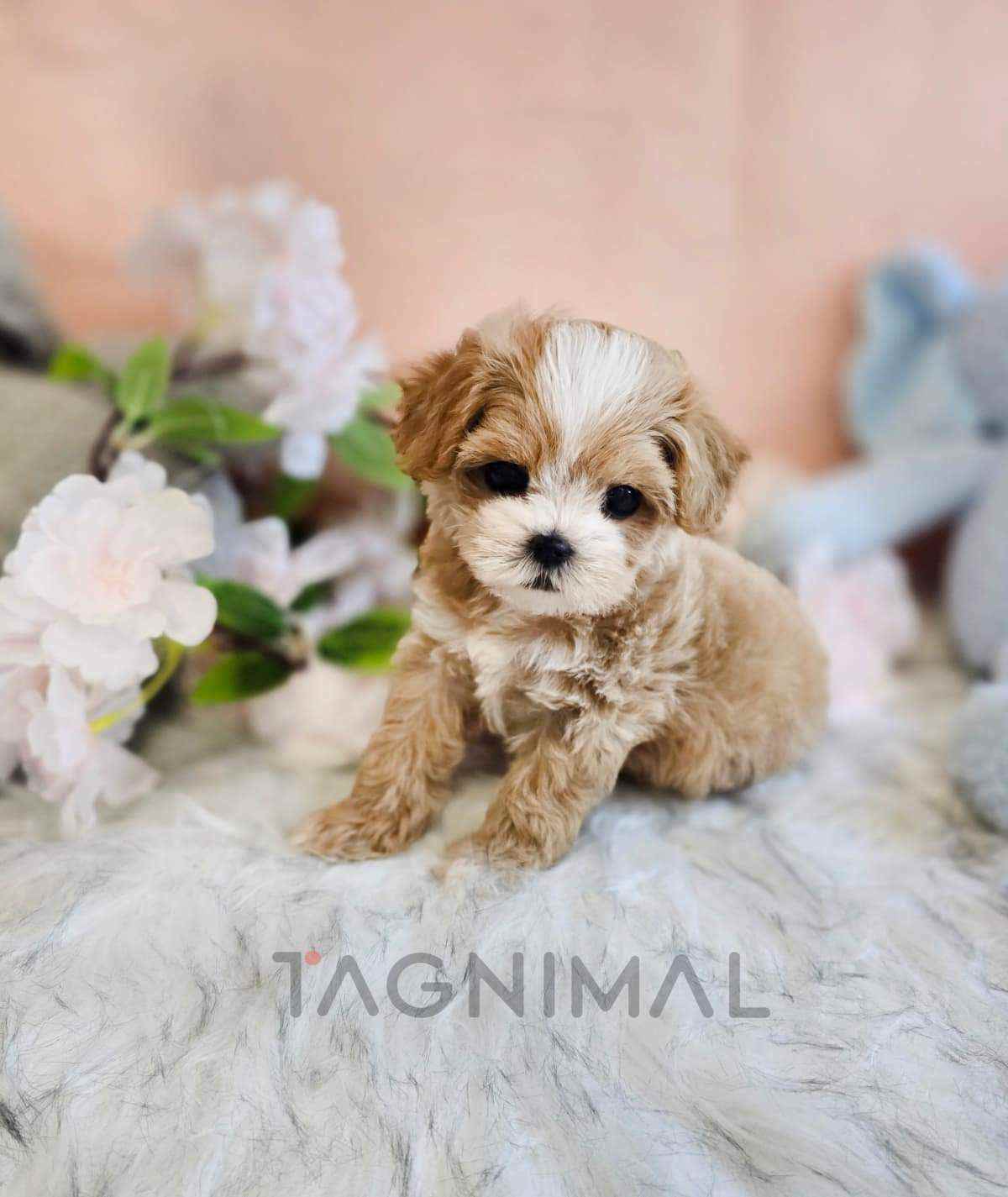 Maltipoo puppy for sale, dog for sale at Tagnimal