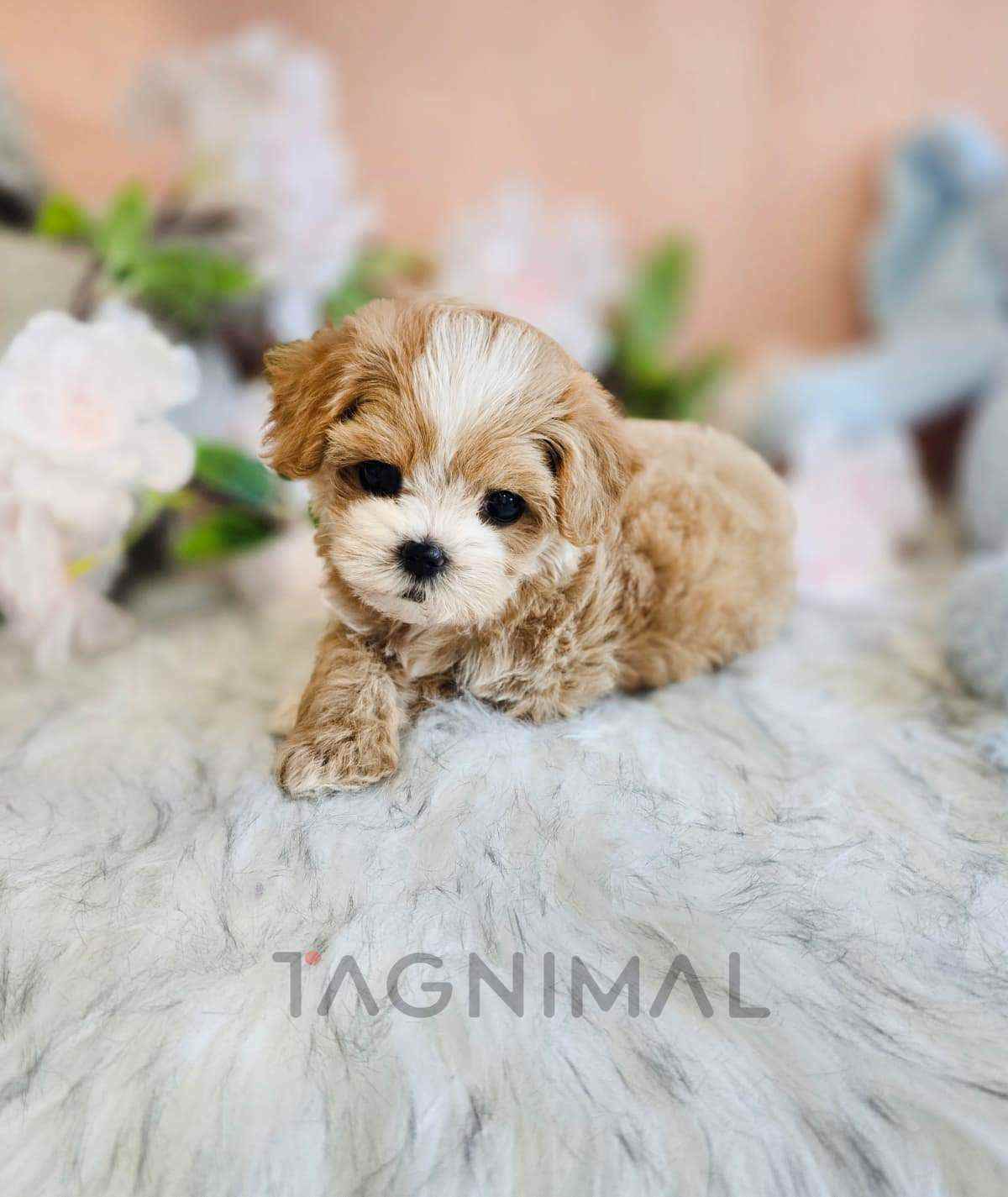 Maltipoo puppy for sale, dog for sale at Tagnimal