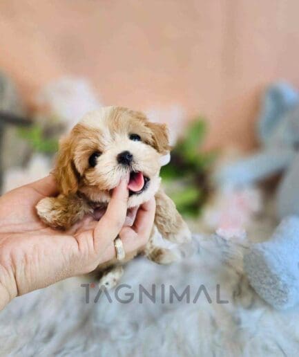 ขายลูกสุนัขมอลทิพู ซื้อสุนัข ซื้อหมา ได้ที่ Tagnimal