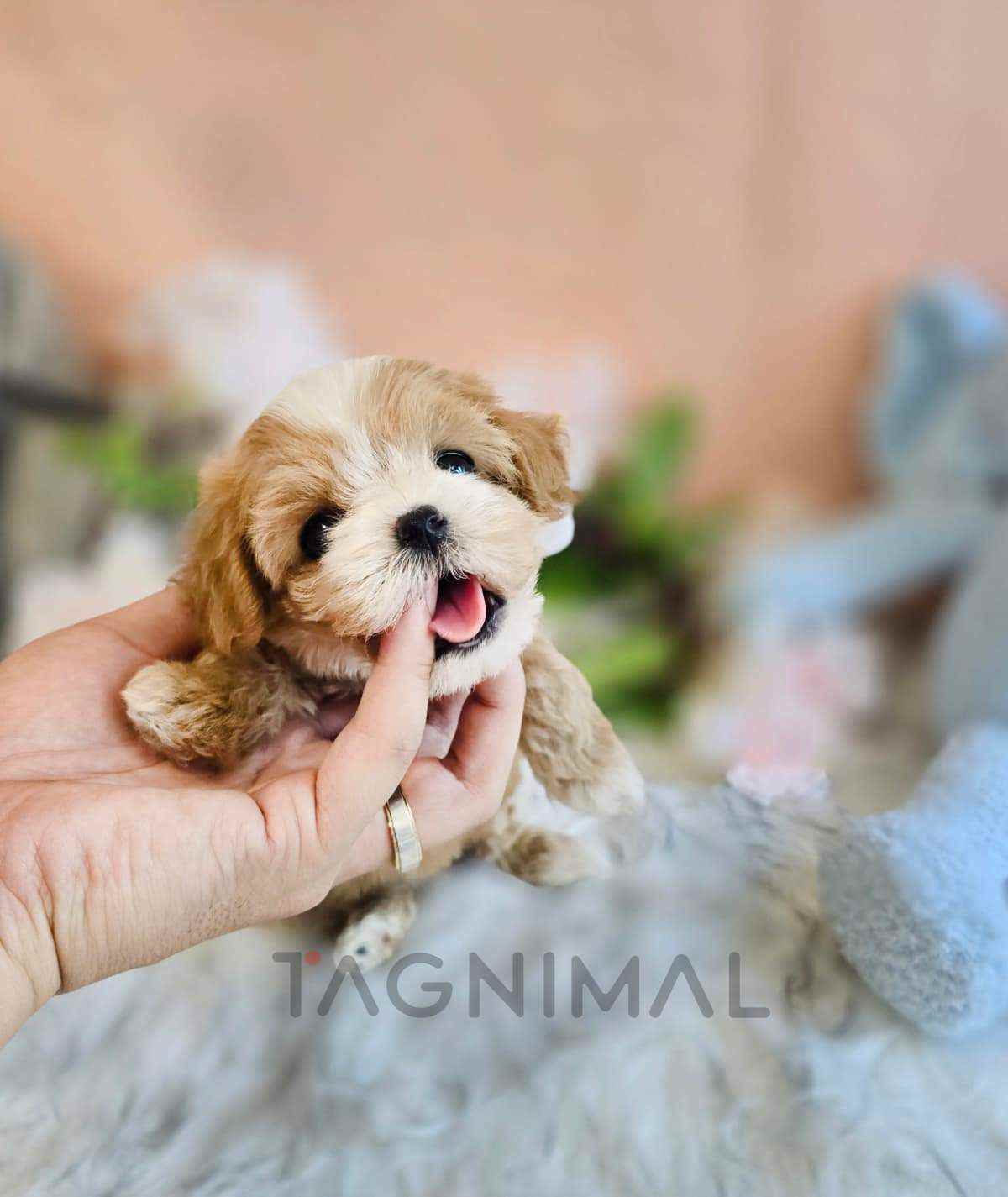 Maltipoo puppy for sale, dog for sale at Tagnimal