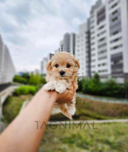 ขายลูกสุนัขมอลทิพู ซื้อสุนัข ซื้อหมา ได้ที่ Tagnimal