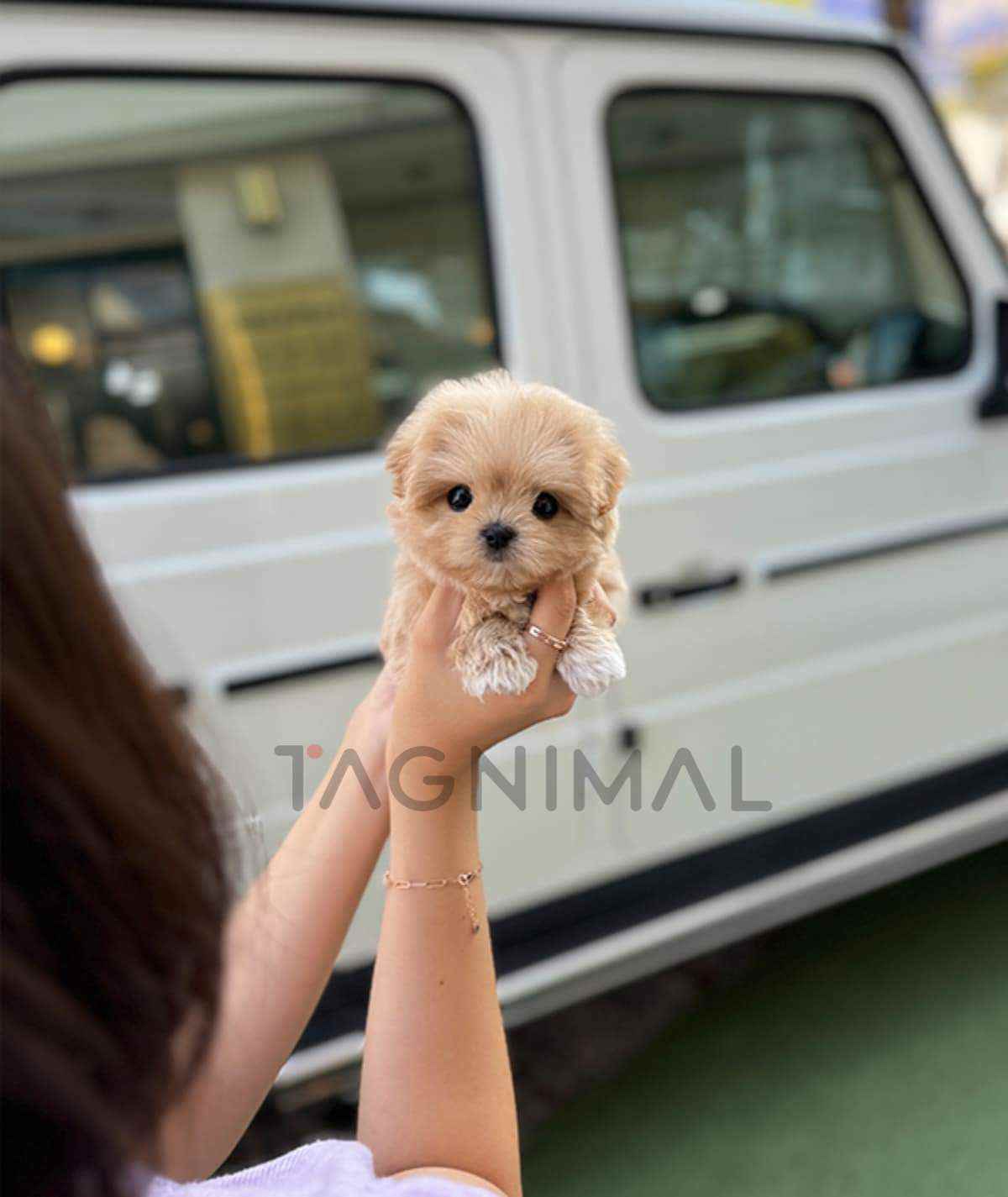 Maltipoo puppy for sale, dog for sale at Tagnimal