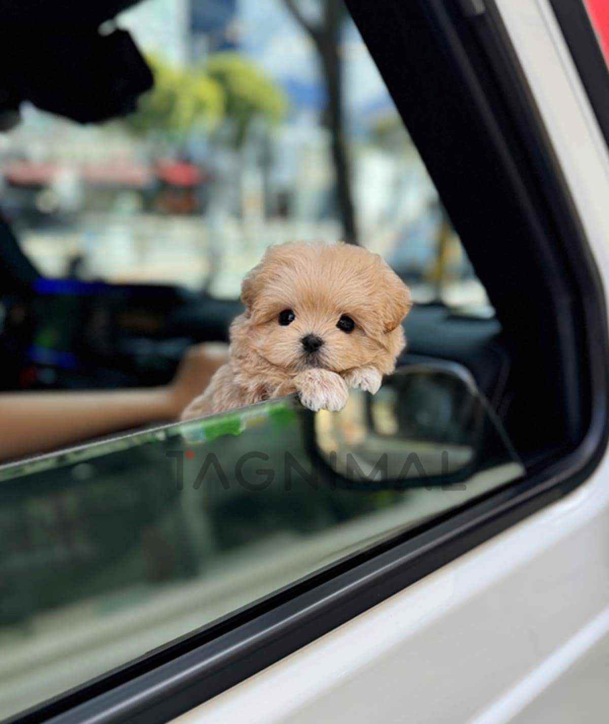 Maltipoo puppy for sale, dog for sale at Tagnimal