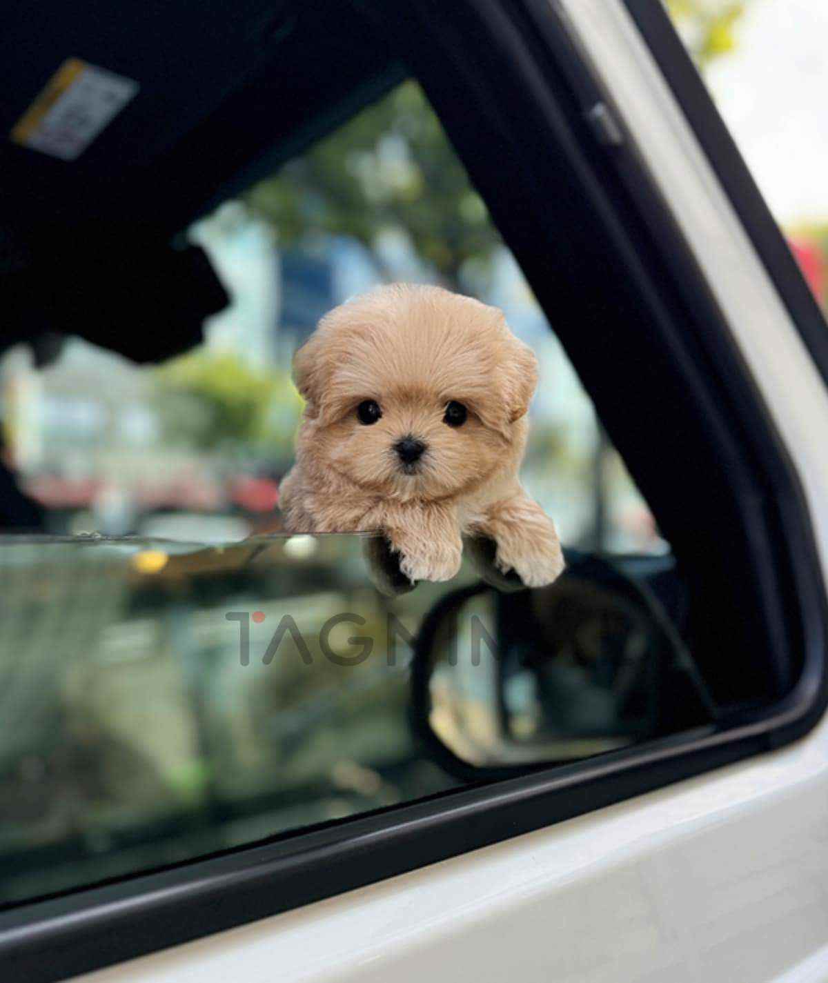 Maltipoo puppy for sale, dog for sale at Tagnimal