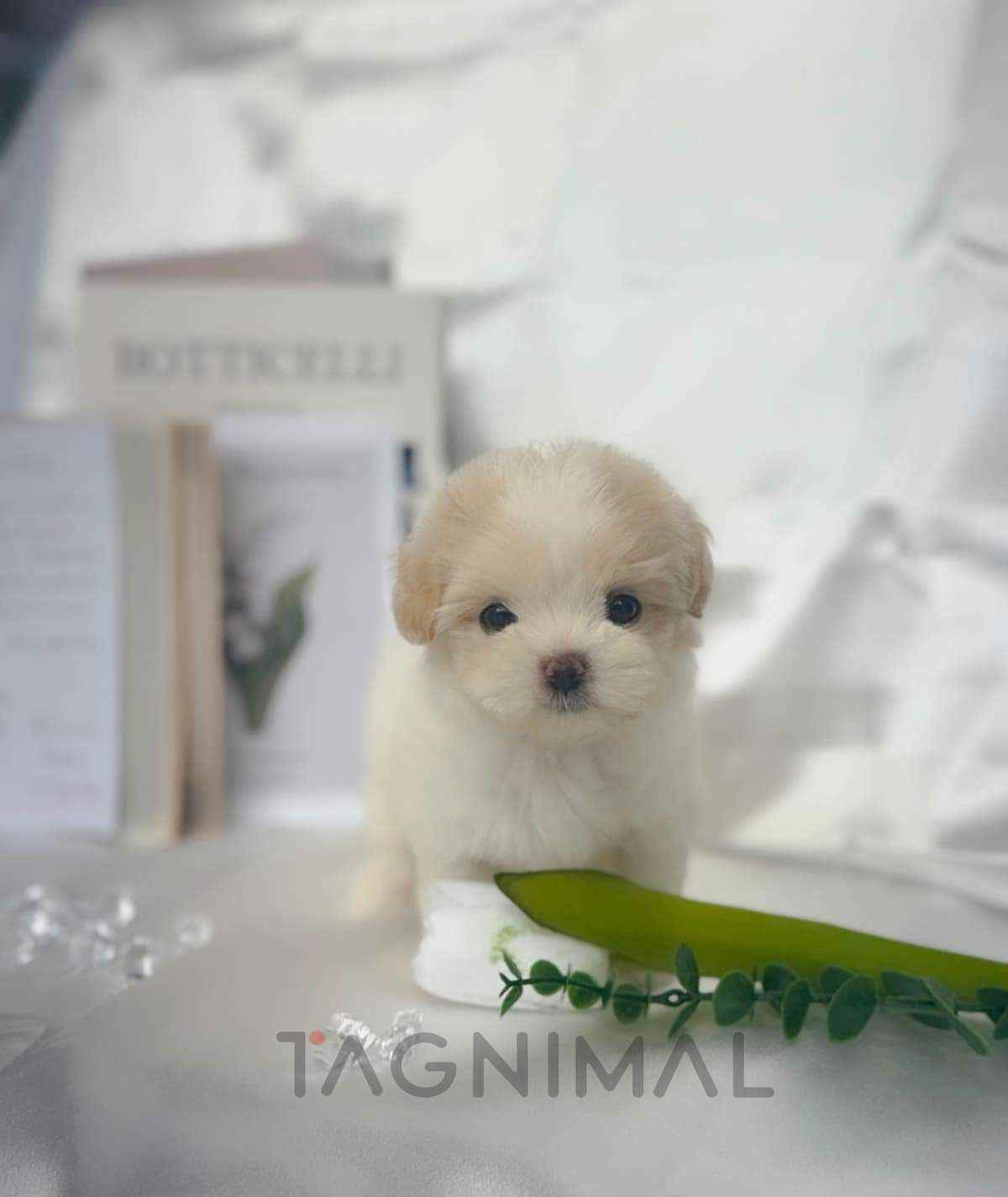 Maltipoo puppy for sale, dog for sale at Tagnimal