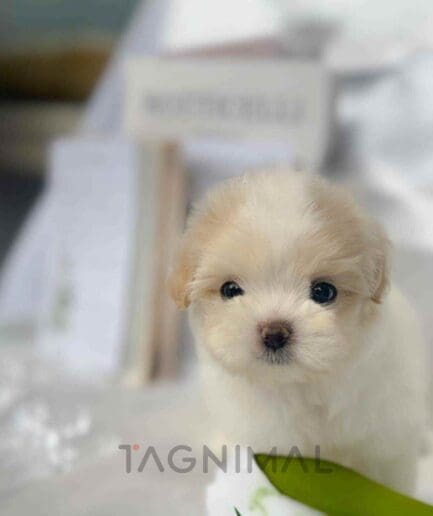 ขายลูกสุนัขมอลทิพู ซื้อสุนัข ซื้อหมา ได้ที่ Tagnimal