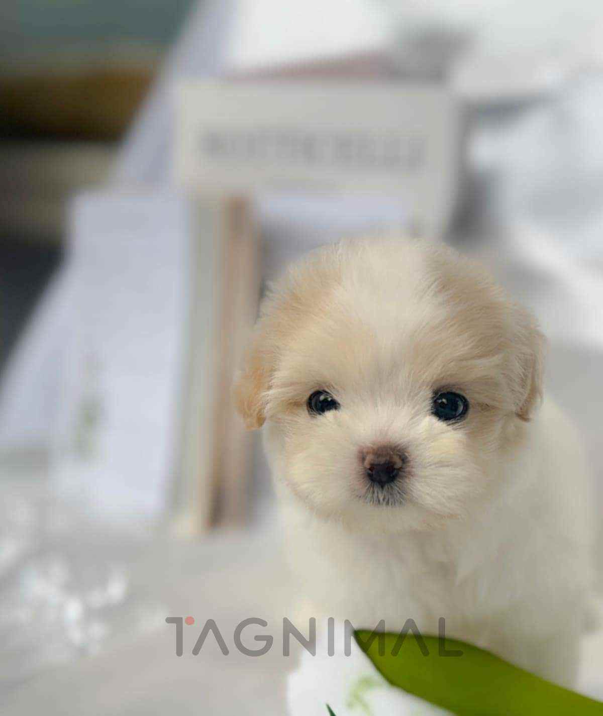 Maltipoo puppy for sale, dog for sale at Tagnimal