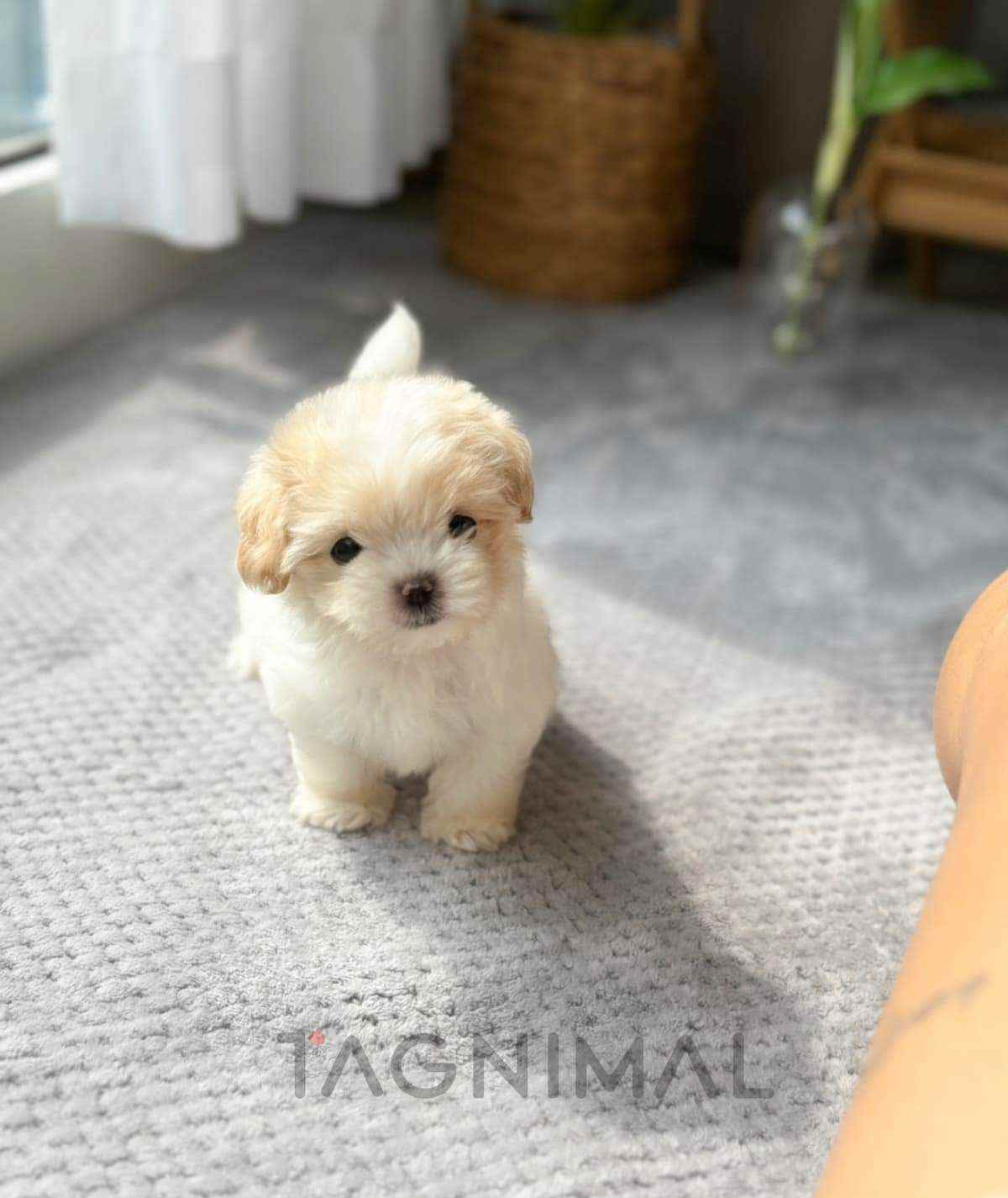 Maltipoo puppy for sale, dog for sale at Tagnimal