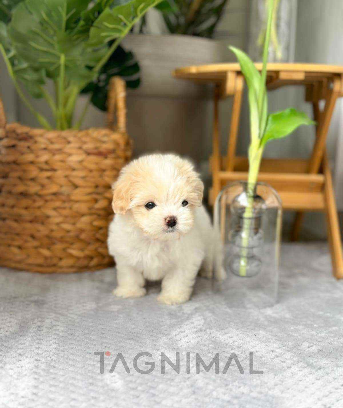 Maltipoo puppy for sale, dog for sale at Tagnimal