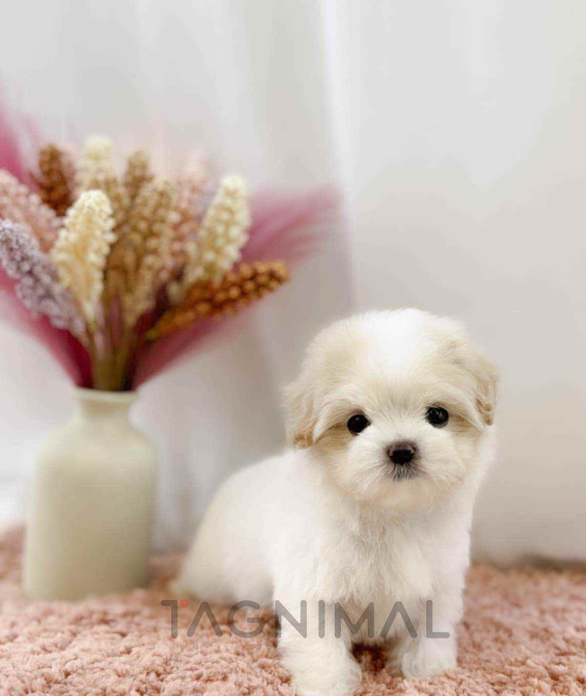 Maltipoo puppy for sale, dog for sale at Tagnimal