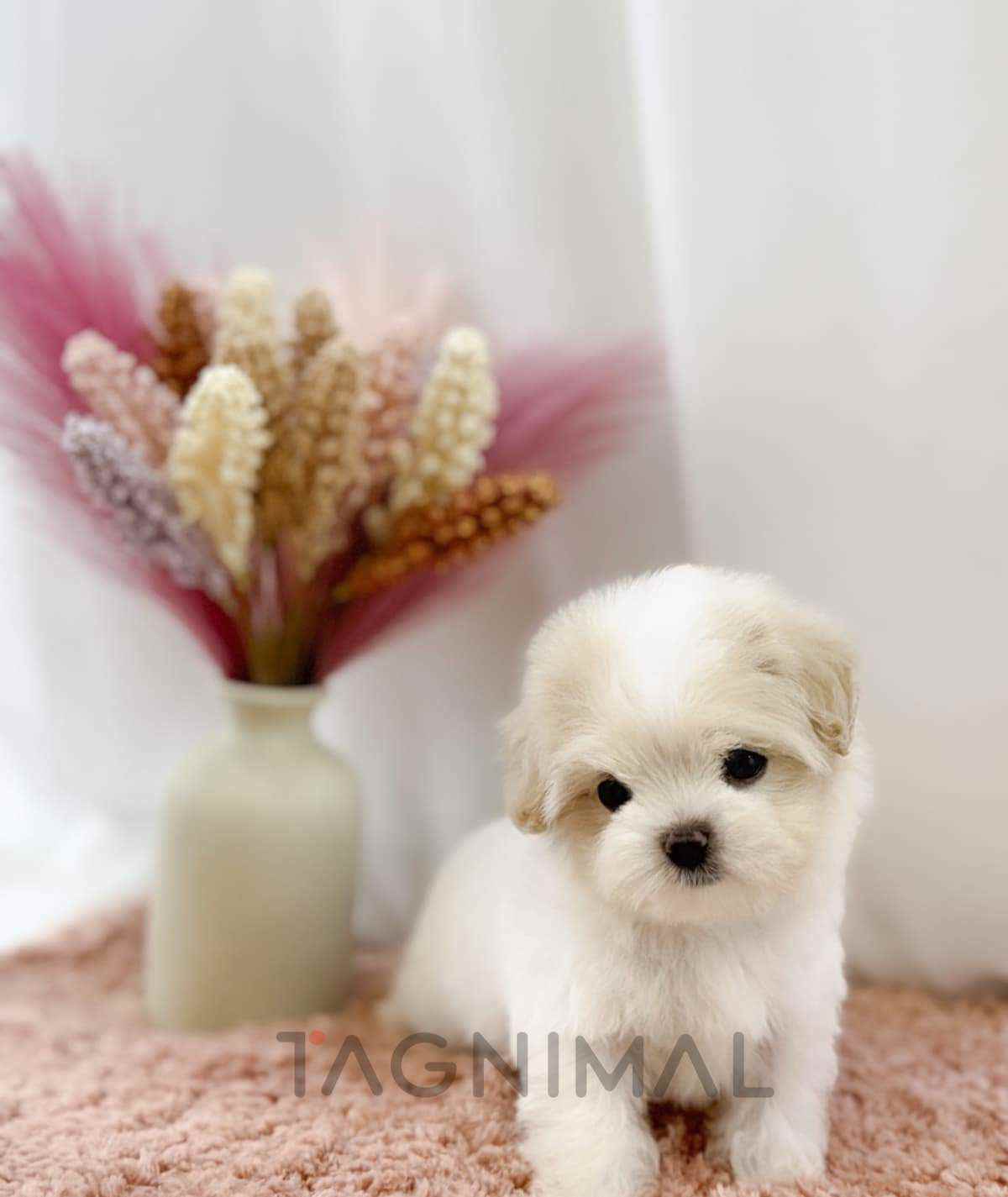 Maltipoo puppy for sale, dog for sale at Tagnimal