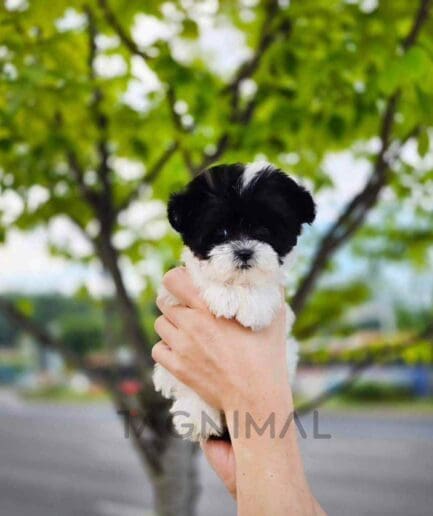 ขายลูกสุนัขมอลทิพู ซื้อสุนัข ซื้อหมา ได้ที่ Tagnimal