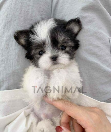 ขายลูกสุนัขมอลทิพู ซื้อสุนัข ซื้อหมา ได้ที่ Tagnimal