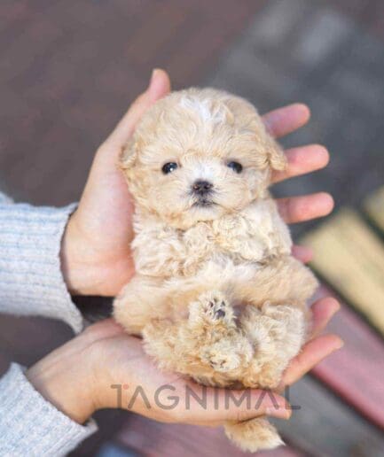 ขายลูกสุนัขมอลทิพู ซื้อสุนัข ซื้อหมา ได้ที่ Tagnimal