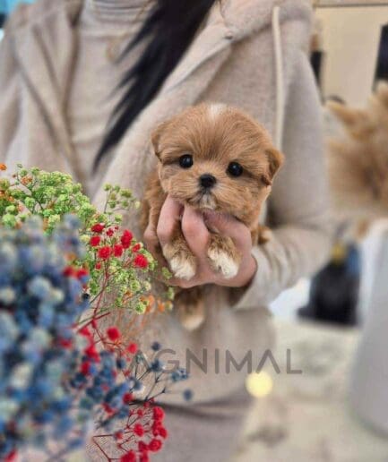 ขายลูกสุนัขมอลทิพู ซื้อสุนัข ซื้อหมา ได้ที่ Tagnimal