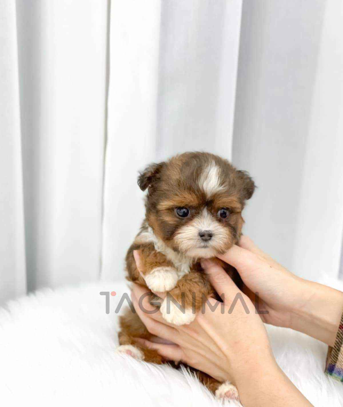 ขายลูกสุนัขมอลทิพู ซื้อสุนัข ซื้อหมา ได้ที่ Tagnimal