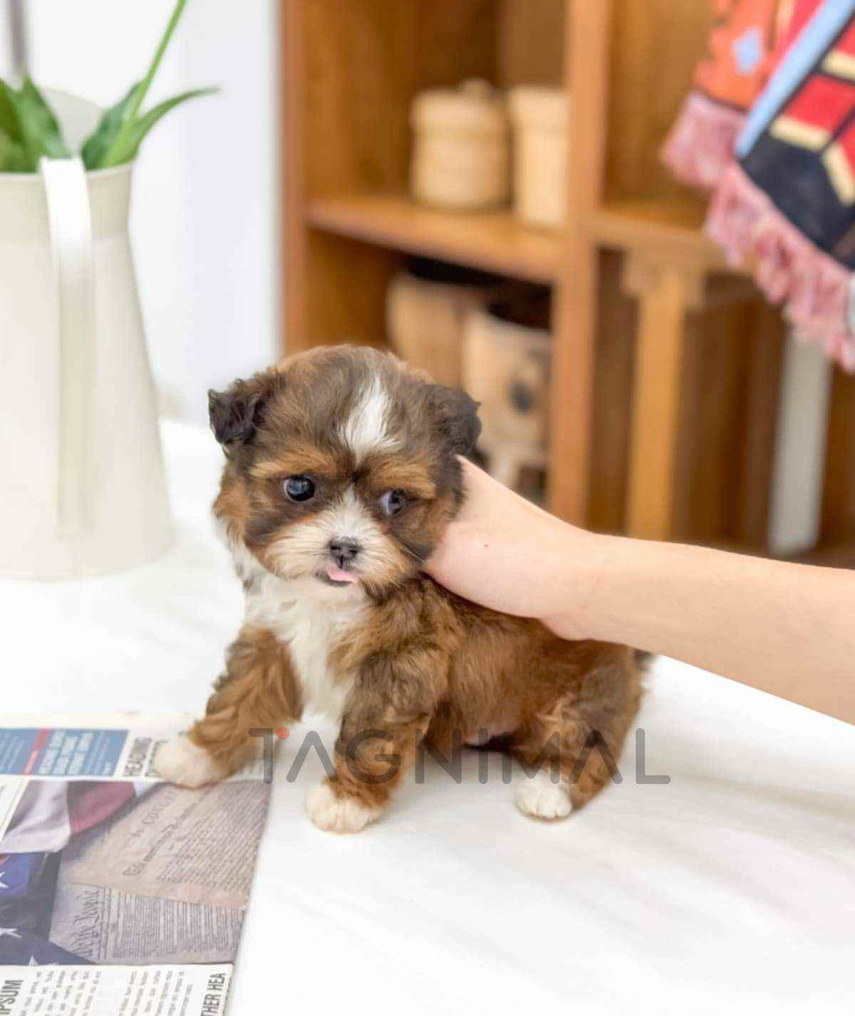 ขายลูกสุนัขมอลทิพู ซื้อสุนัข ซื้อหมา ได้ที่ Tagnimal