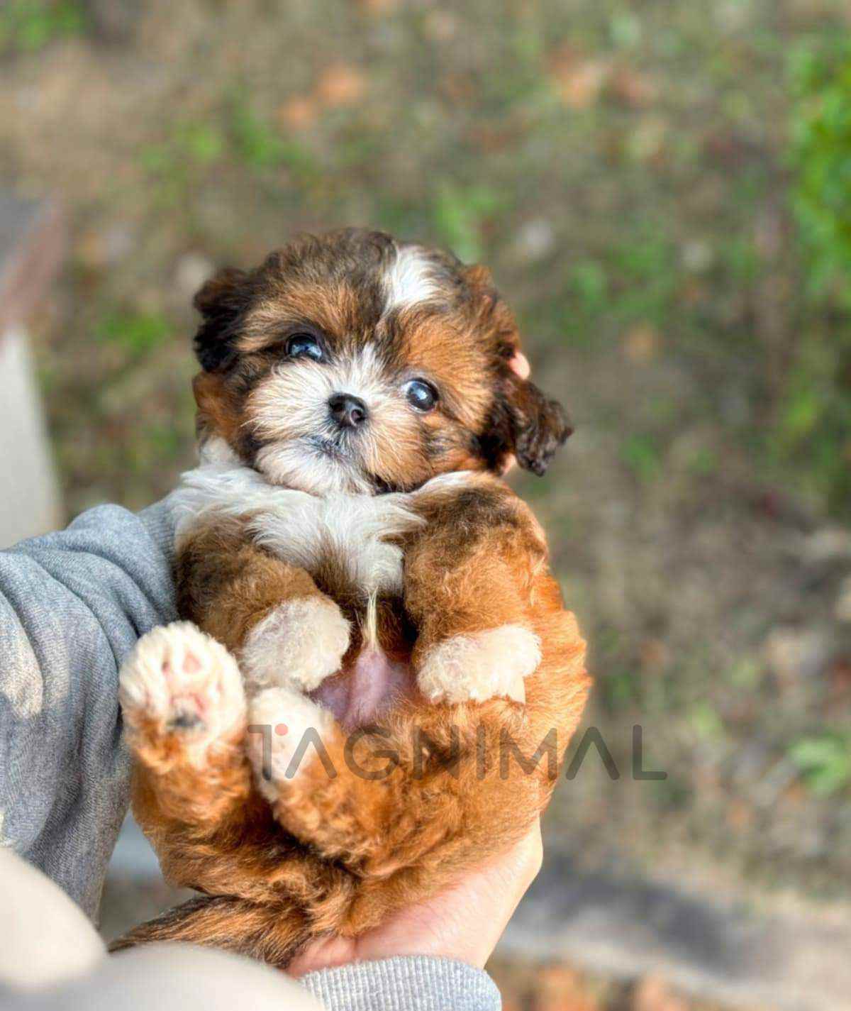 ขายลูกสุนัขมอลทิพู ซื้อสุนัข ซื้อหมา ได้ที่ Tagnimal