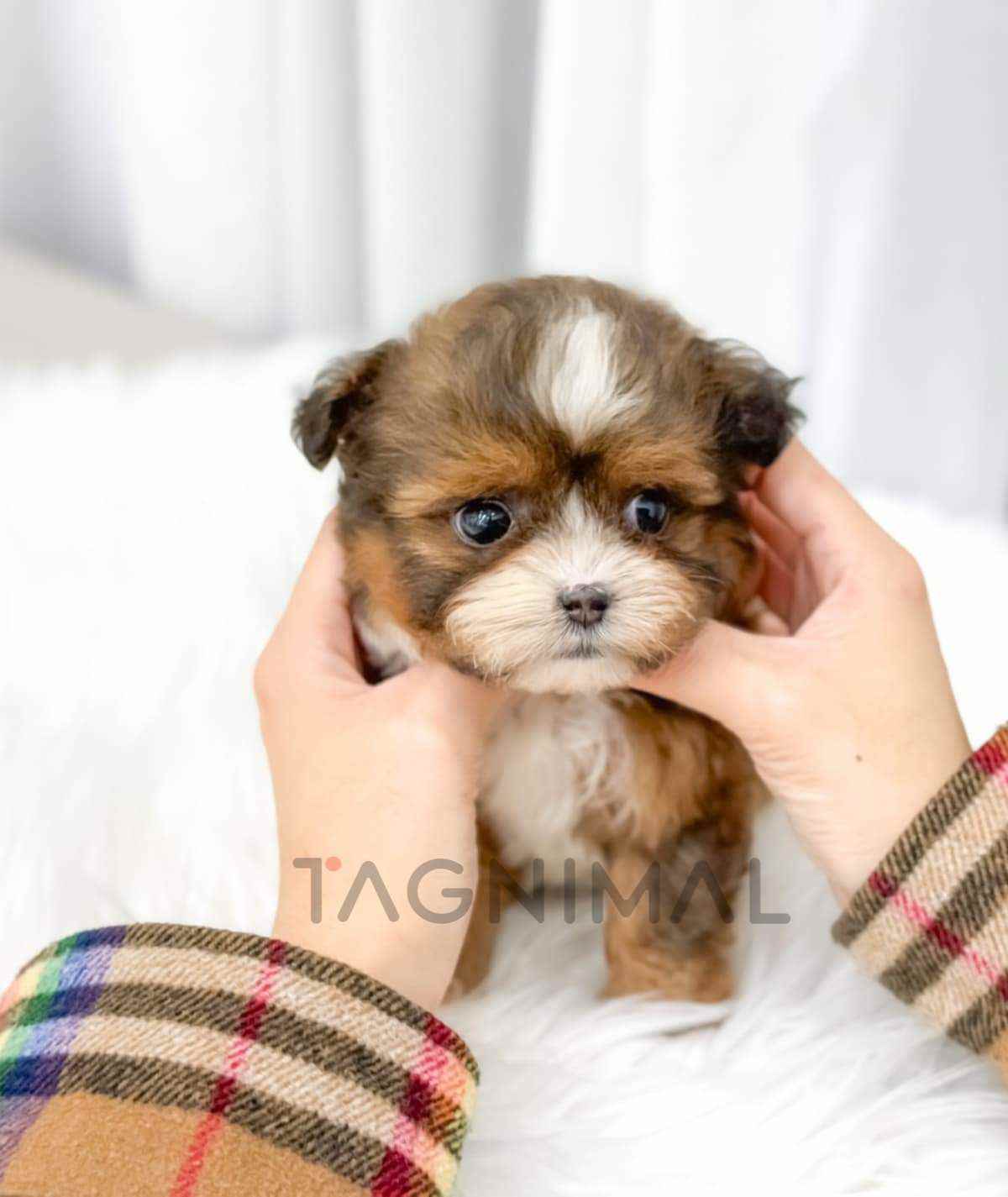 ขายลูกสุนัขมอลทิพู ซื้อสุนัข ซื้อหมา ได้ที่ Tagnimal