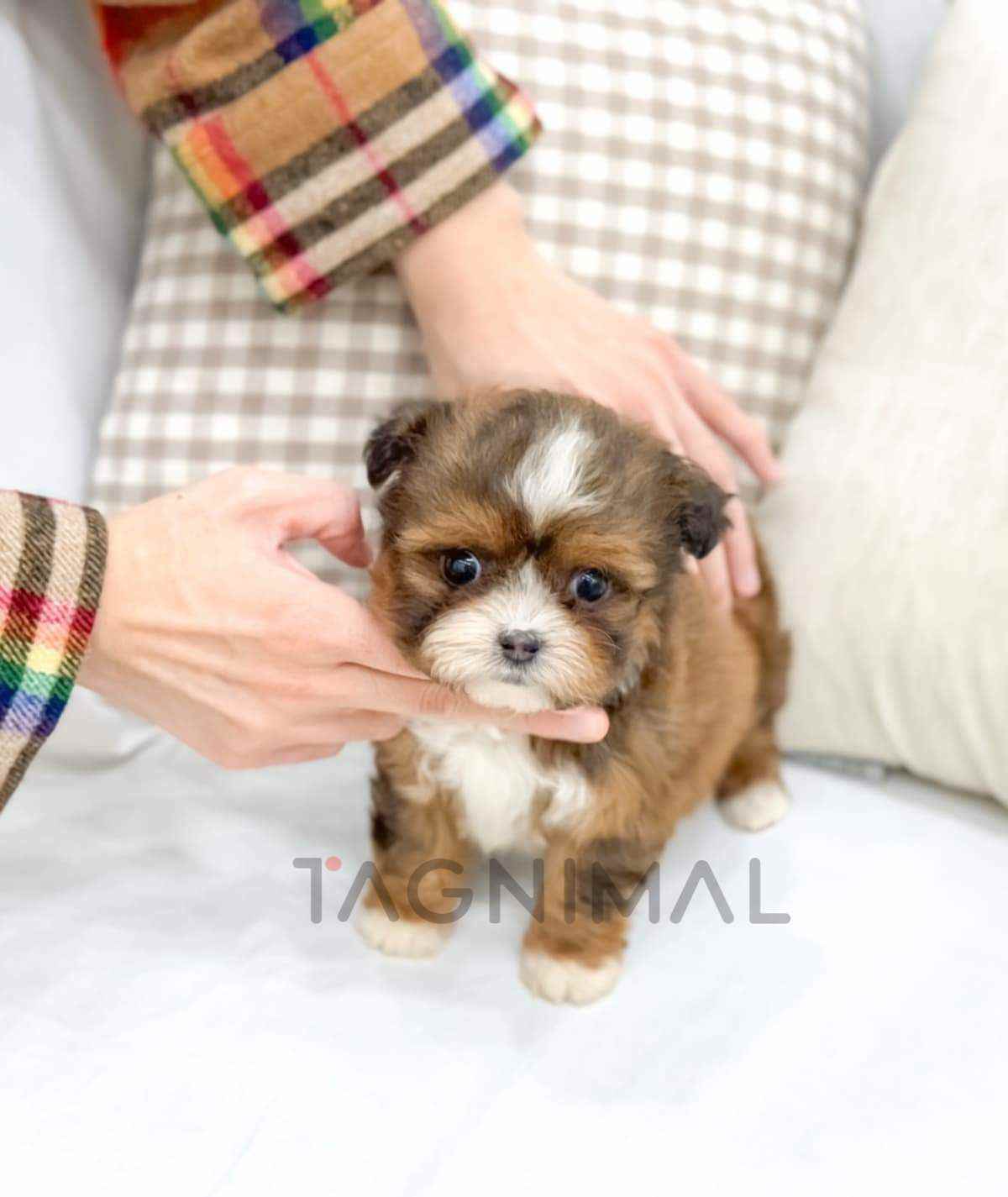 ขายลูกสุนัขมอลทิพู ซื้อสุนัข ซื้อหมา ได้ที่ Tagnimal