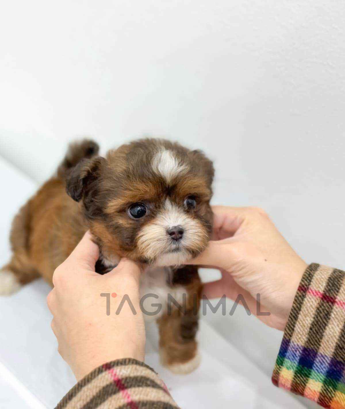 ขายลูกสุนัขมอลทิพู ซื้อสุนัข ซื้อหมา ได้ที่ Tagnimal