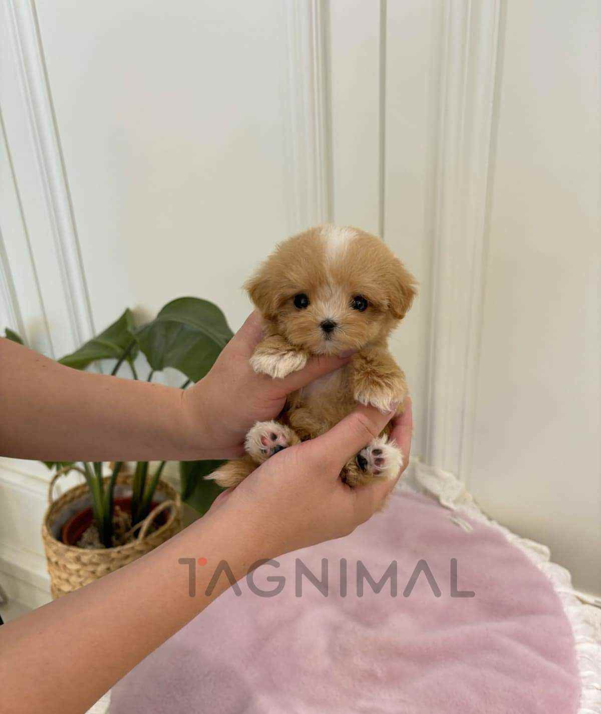 ขายลูกสุนัขมอลทิพู ซื้อสุนัข ซื้อหมา ได้ที่ Tagnimal