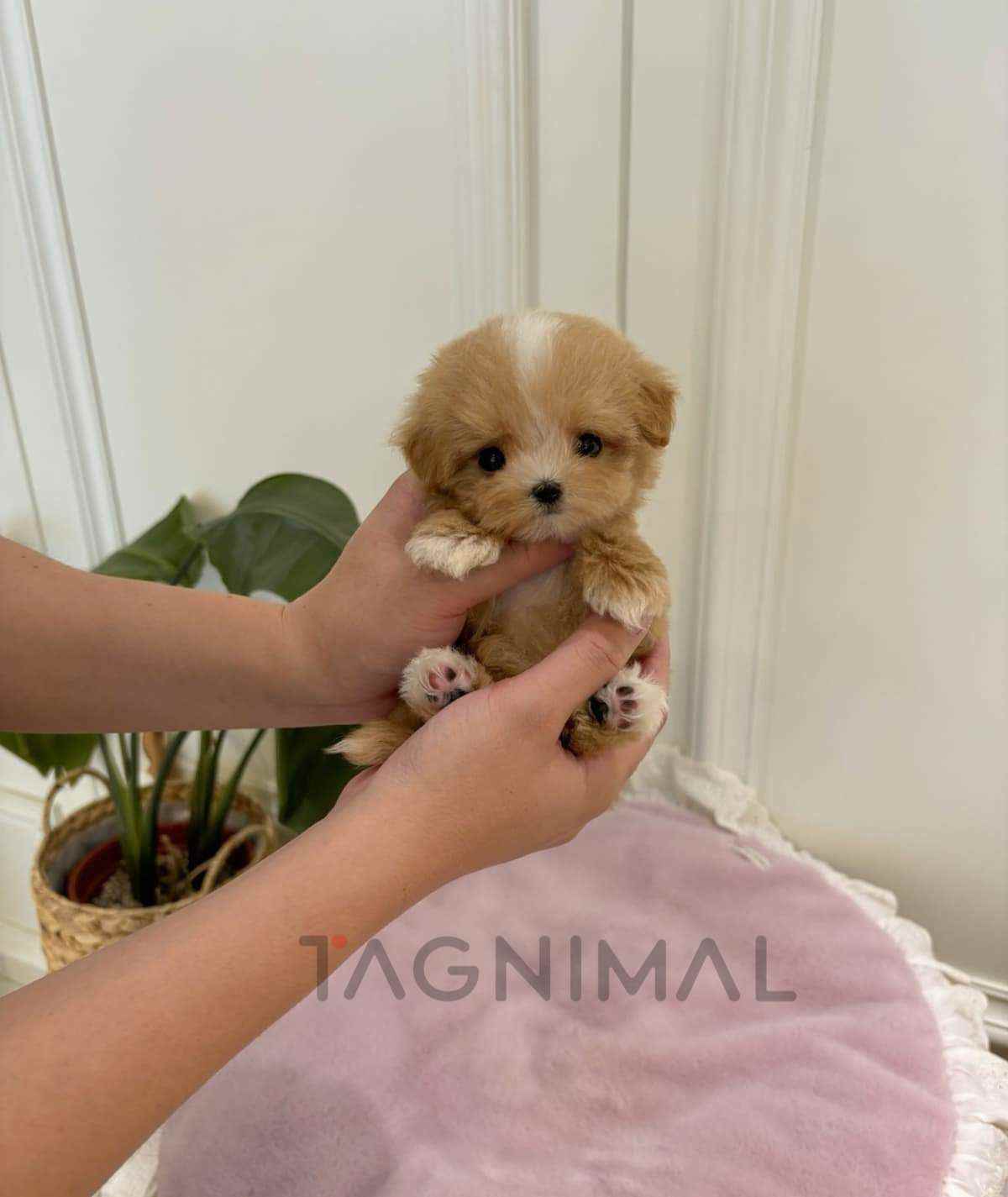 ขายลูกสุนัขมอลทิพู ซื้อสุนัข ซื้อหมา ได้ที่ Tagnimal