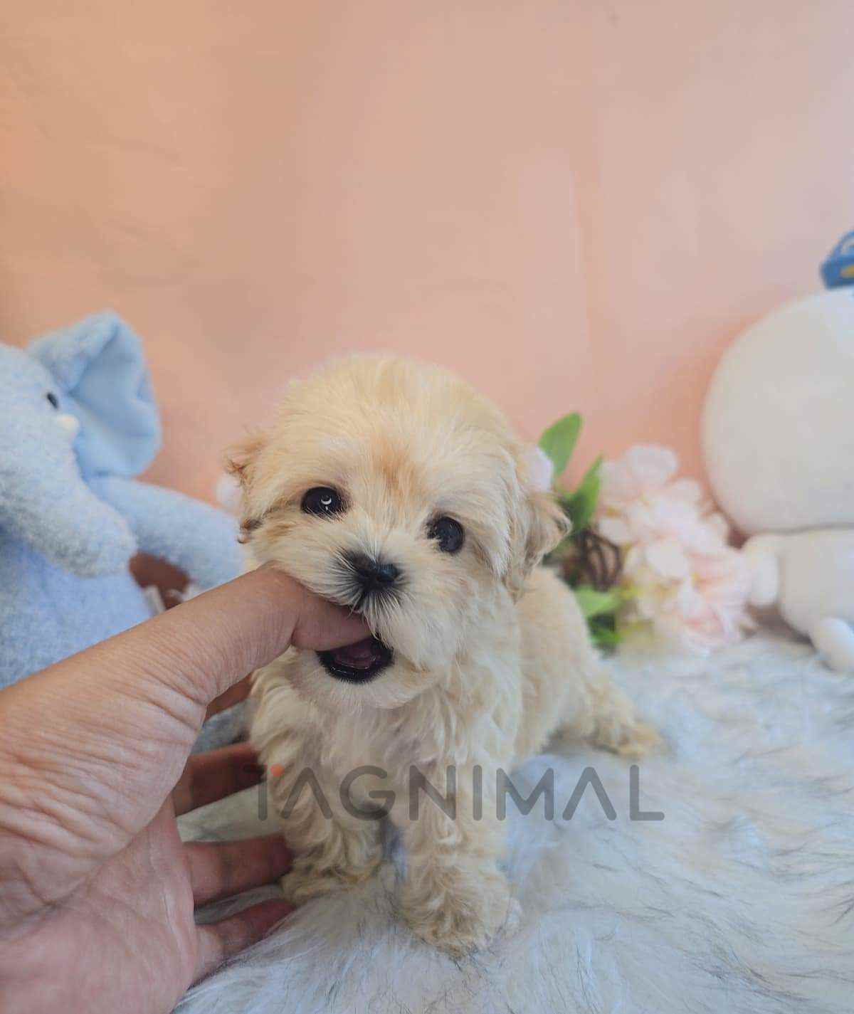 ขายลูกสุนัขมอลทิพู ซื้อสุนัข ซื้อหมา ได้ที่ Tagnimal