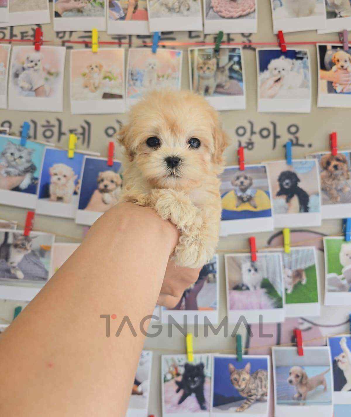 ขายลูกสุนัขมอลทิพู ซื้อสุนัข ซื้อหมา ได้ที่ Tagnimal