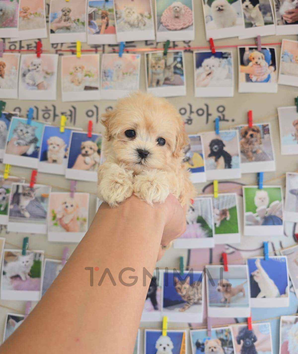 ขายลูกสุนัขมอลทิพู ซื้อสุนัข ซื้อหมา ได้ที่ Tagnimal