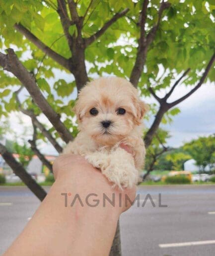 ขายลูกสุนัขมอลทิพู ซื้อสุนัข ซื้อหมา ได้ที่ Tagnimal