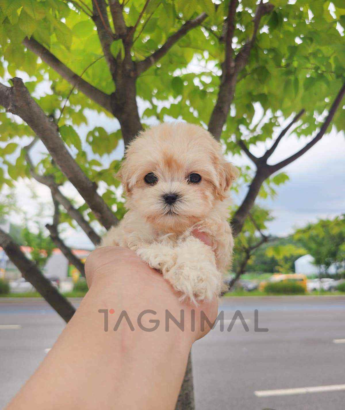 ขายลูกสุนัขมอลทิพู ซื้อสุนัข ซื้อหมา ได้ที่ Tagnimal