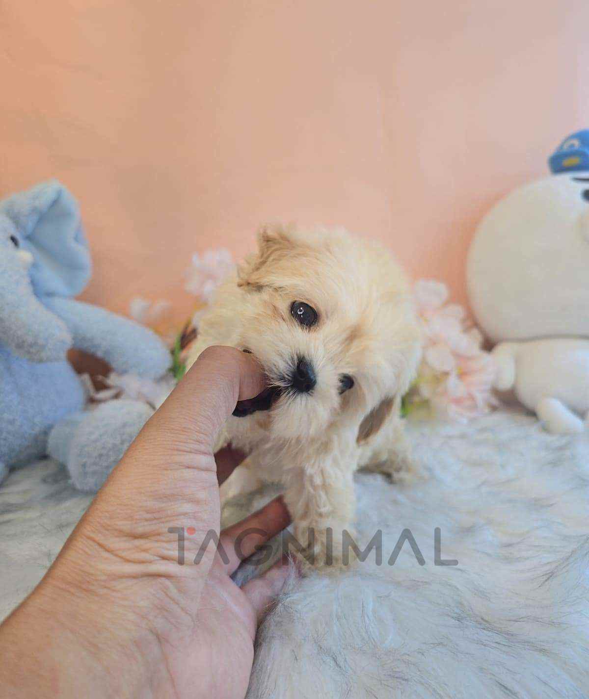 ขายลูกสุนัขมอลทิพู ซื้อสุนัข ซื้อหมา ได้ที่ Tagnimal