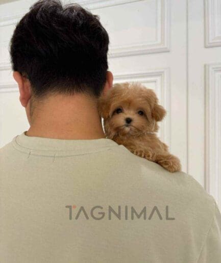 ขายลูกสุนัขมอลทิพู ซื้อสุนัข ซื้อหมา ได้ที่ Tagnimal