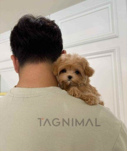 ขายลูกสุนัขมอลทิพู ซื้อสุนัข ซื้อหมา ได้ที่ Tagnimal
