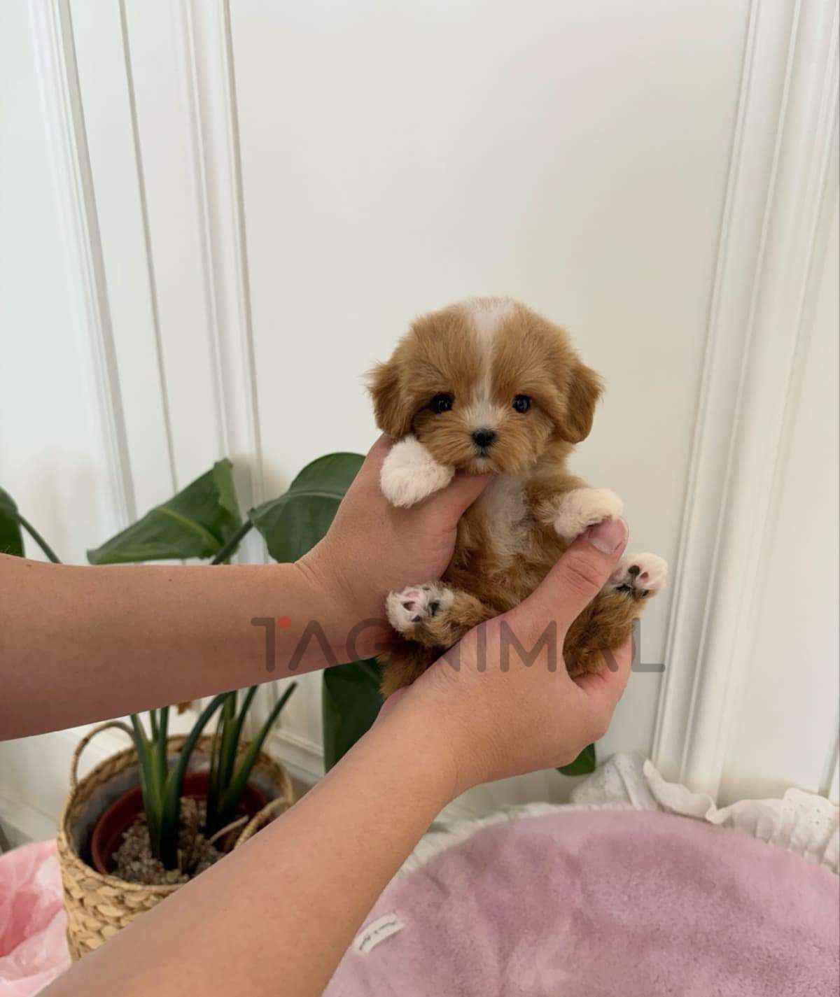 Maltipoo puppy for sale, dog for sale at Tagnimal