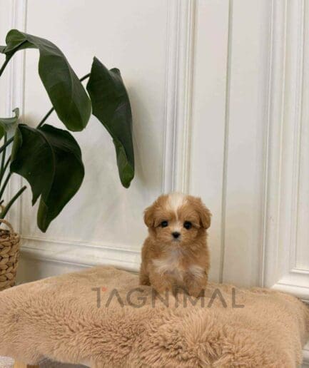 ขายลูกสุนัขมอลทิพู ซื้อสุนัข ซื้อหมา ได้ที่ Tagnimal