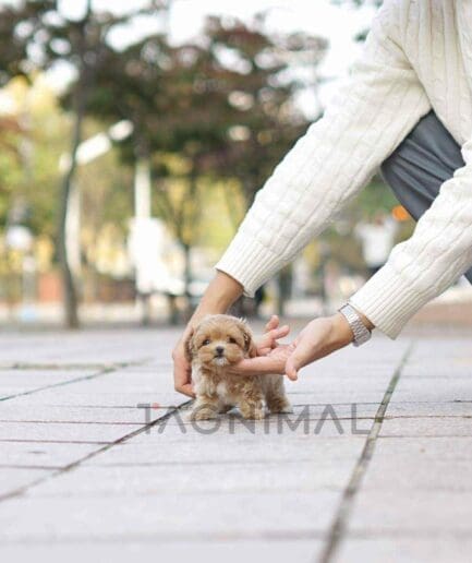 ขายลูกสุนัขมอลทิพู ซื้อสุนัข ซื้อหมา ได้ที่ Tagnimal