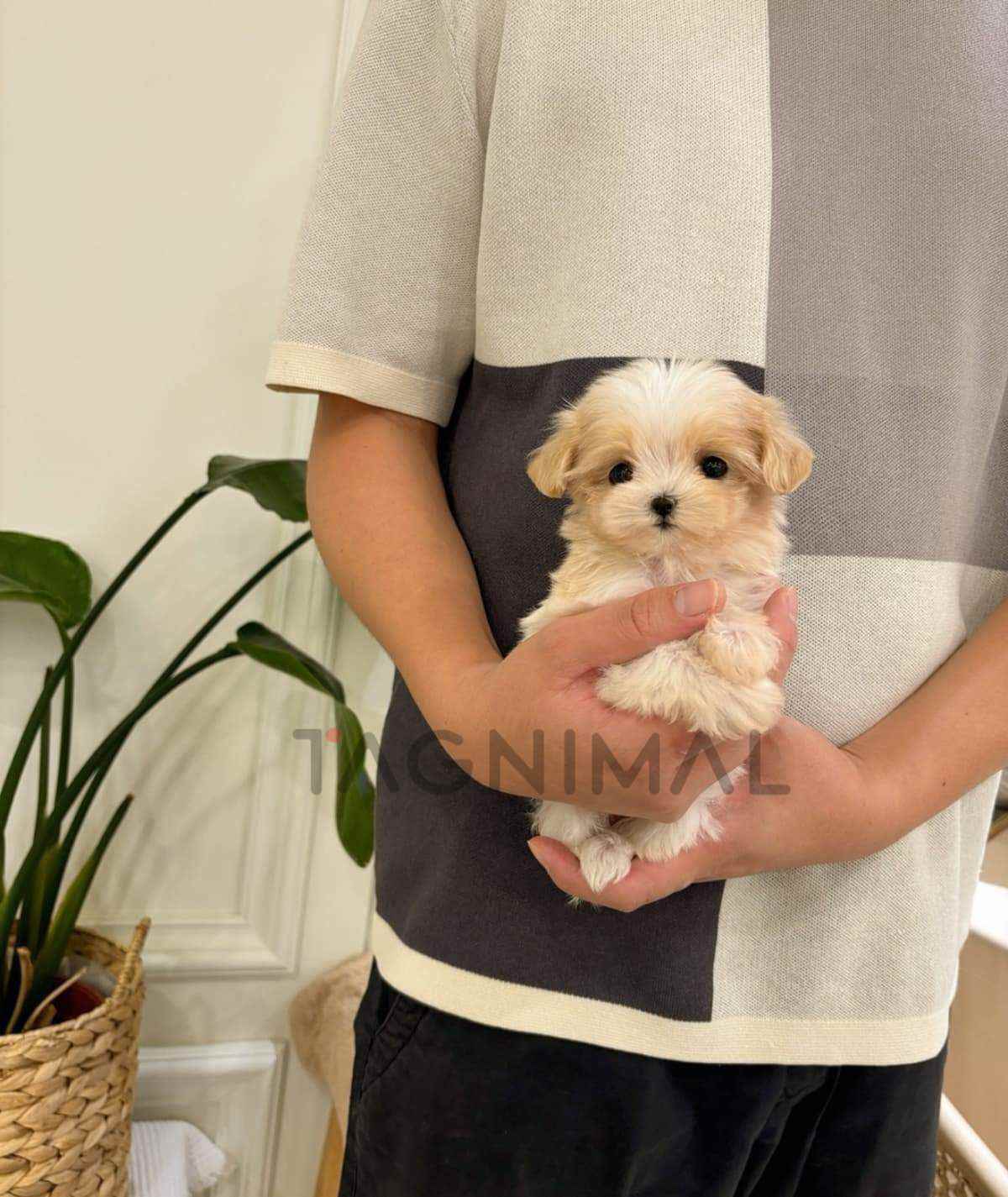 ขายลูกสุนัขมอลทิพู ซื้อสุนัข ซื้อหมา ได้ที่ Tagnimal